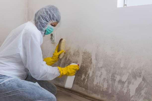 Best Insurance-Related Mold Remediation in Genola, UT