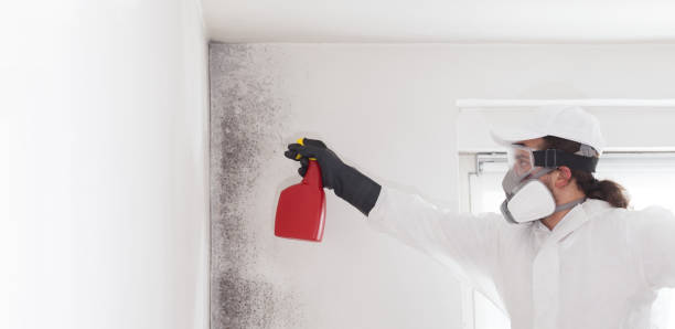 Best Emergency Mold Remediation in Genola, UT