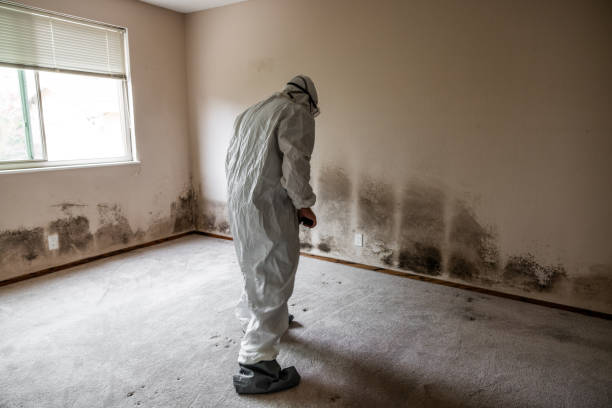 Best Crawl Space Mold Remediation in Genola, UT