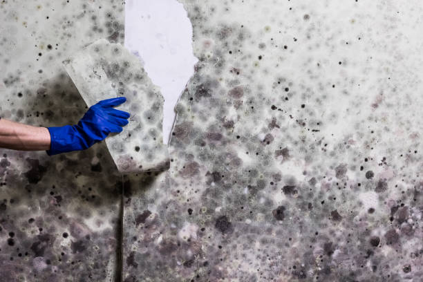 Best Mold Testing and Inspection Services in Genola, UT